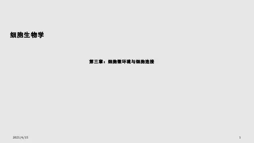 医学细胞生物学细胞连接PPT课件