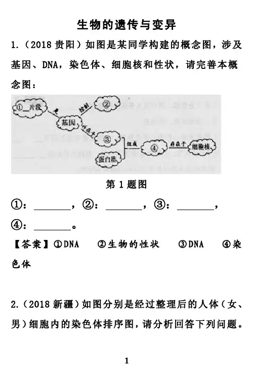 生物的遗传与变异