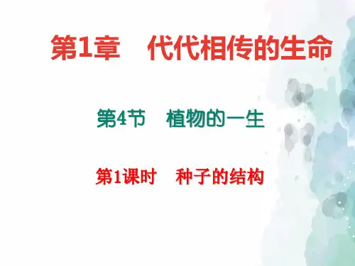浙教版-科学-七年级下册-课件：1.4.1   种子的结构(共16张PPT)