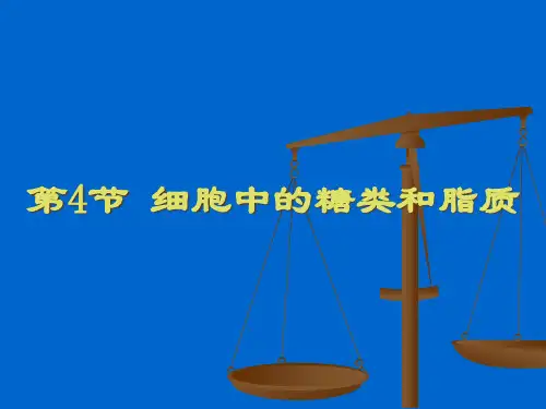 第四节 糖类和脂质PPT课件