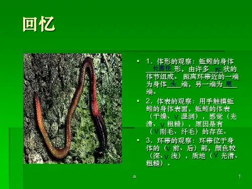 兔的内部结构