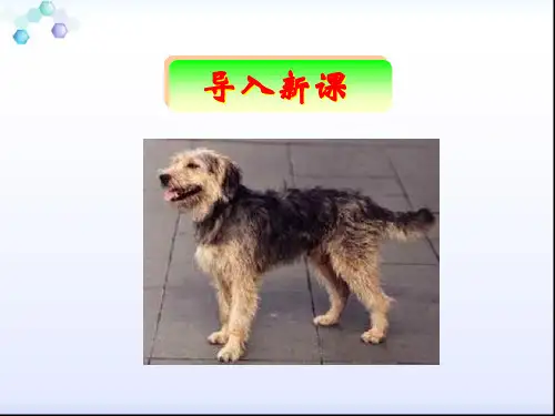 比尾巴ppt--(人教新课标)一年级语文上册PPT优选课件