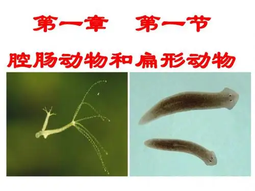 新人教版八年级生物上册《第一章第一节腔肠动物》课件