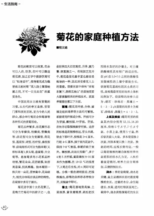 菊花的家庭种植方法