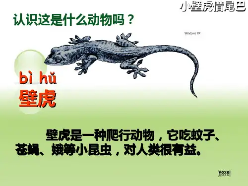 41、小壁虎借尾巴