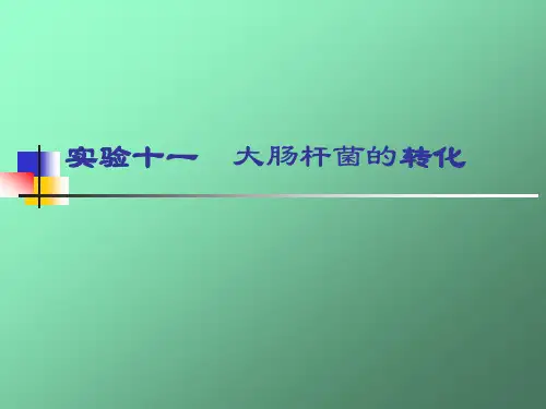 实验十一大肠杆菌的转化