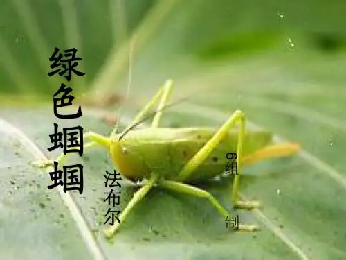 绿色蝈蝈