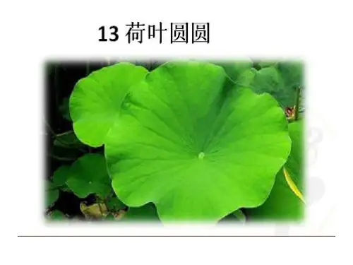 人教部编版一年级语文下册《13荷叶圆圆》教学课件