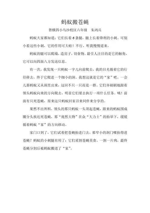 蚂蚁搬苍蝇