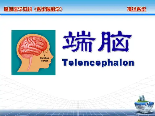 系统解剖学 端脑