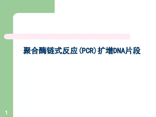 --实验四目的基因的PCR扩增及扩增产物回收
