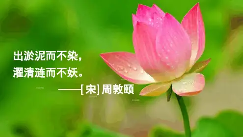完整版部编本三年级下册语文3荷花