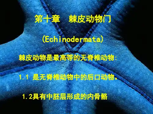 棘皮动物-PPT课件