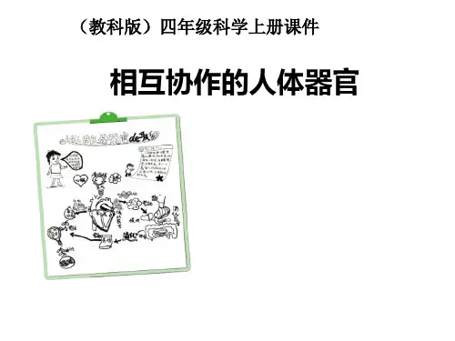 【教科版】小学科学四年级上册《呵护我们的身体》7