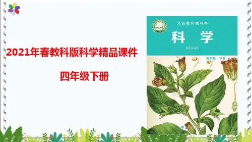 1.3种子长出了根 优质精品课件