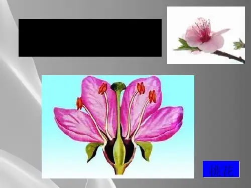济南版八年级上册生物4.1.1花的结构和类型课件(20张ppt)