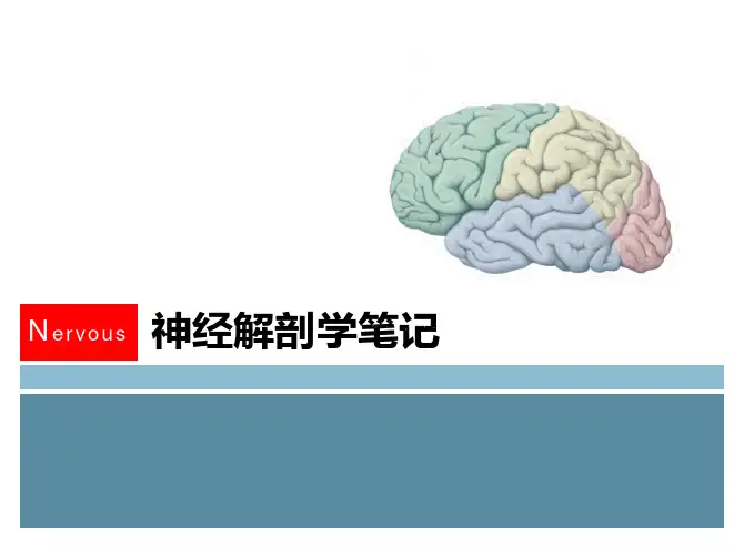 神经系统解剖学笔记1