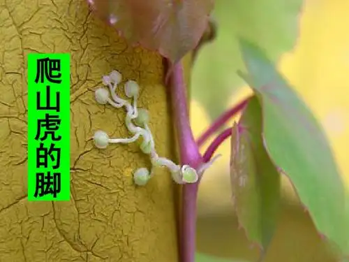 6爬山虎的脚2@