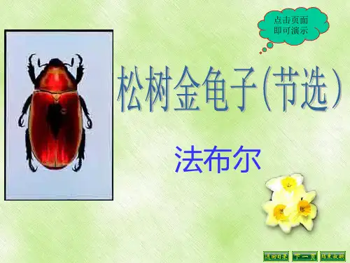 松树金龟子(节选)