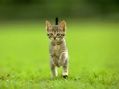 郑振铎猫课件