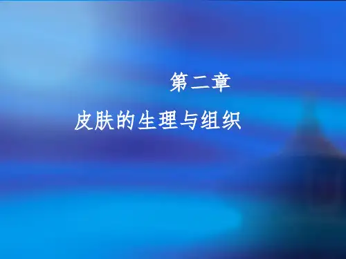 皮肤生理结构