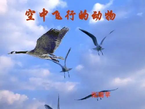 空中飞行的动物123