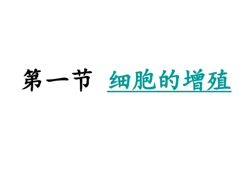 有丝分裂的过程