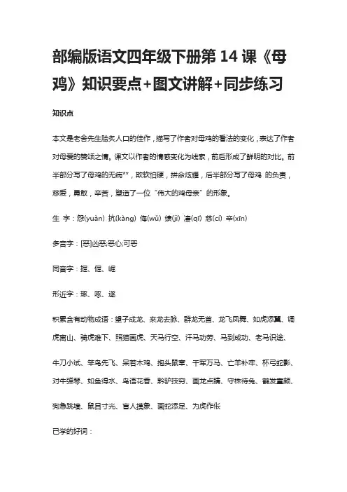 部编版语文四年级下册第14课《母鸡》知识要点+图文讲解+同步练习