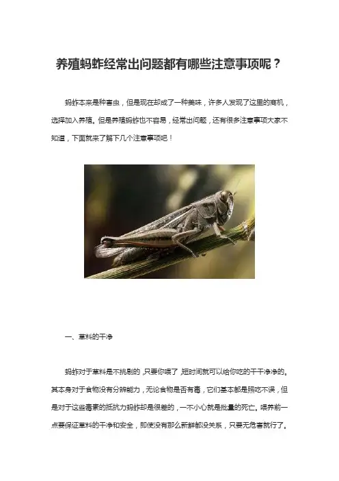 养殖蚂蚱经常出问题都有哪些注意事项呢