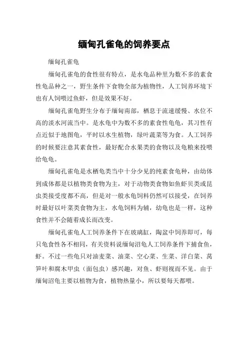 缅甸孔雀龟的饲养要点