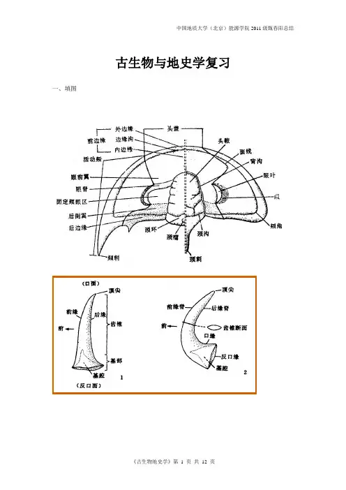 中国地质大学(北京)古生物与地史学简答题复习