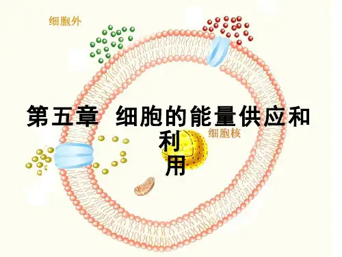 高中生物《细胞的能量供应和利用》优质教学课件