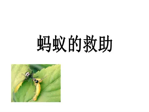 三年级语文下册第2单元7《蚂蚁的救助》课件7语文S版
