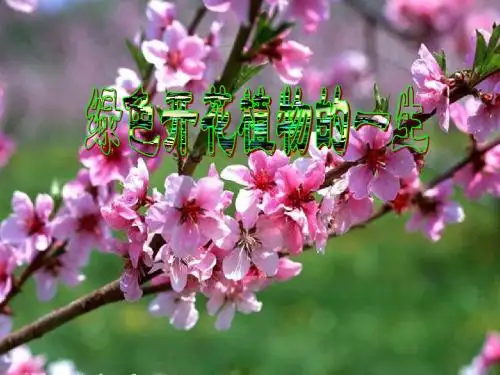 生物：绿色开花植物的一生复习课件(济南版八年级上)