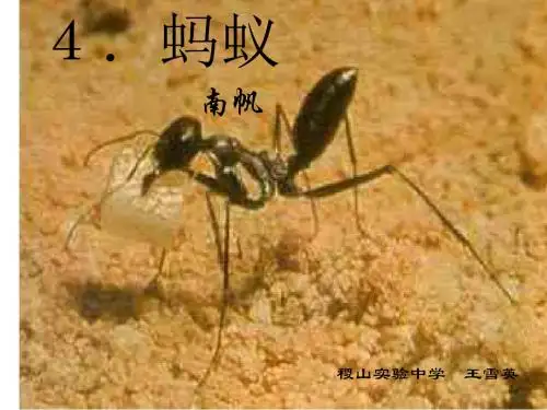《蚂蚁》--北师大版(201908)