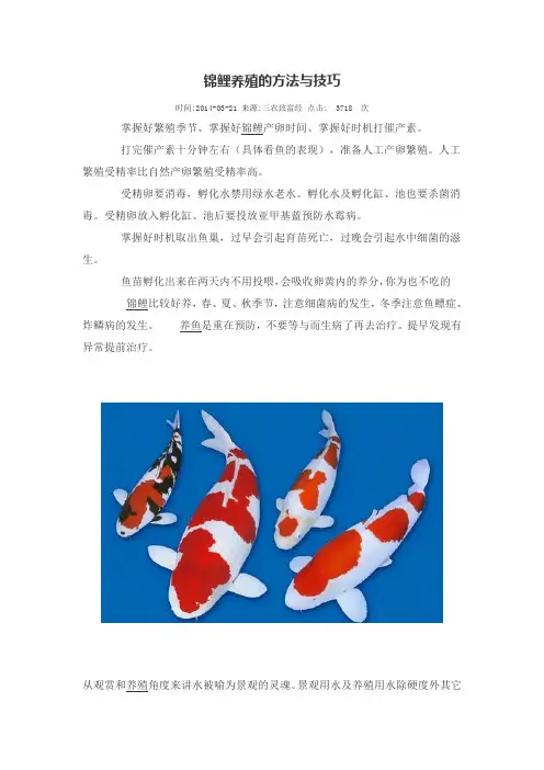 锦鲤养殖的方法与技巧