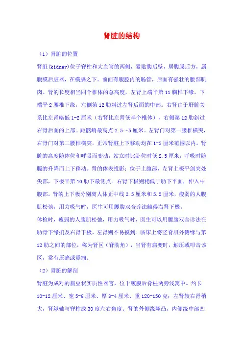 肾脏的结构与功能