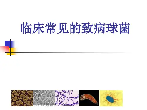 临床常见致病球菌