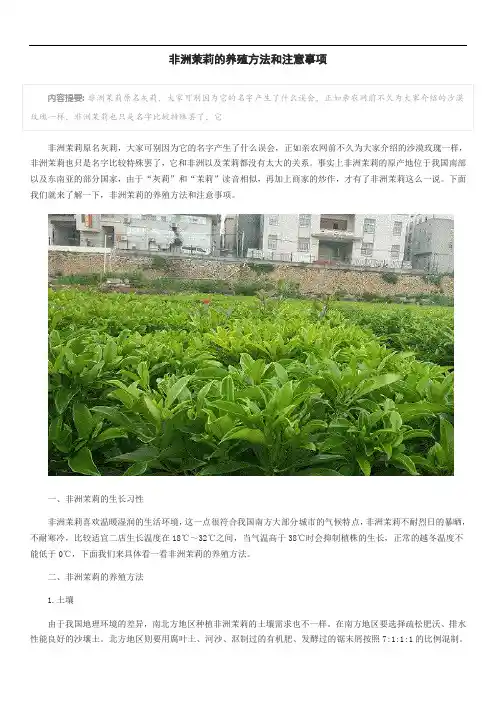 非洲茉莉的养殖方法和注意事项