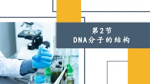 3.2 DNA的结构-【新教材】人教版(2019)高中生物必修二课件 (共19张PPT)