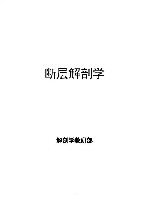 (完整word版)人体断层解剖学