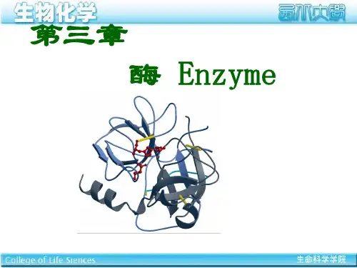 生物化学I 第三章 酶学
