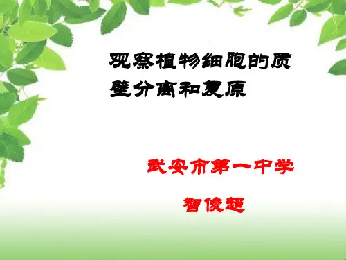 生物创新实验:实验课件说课