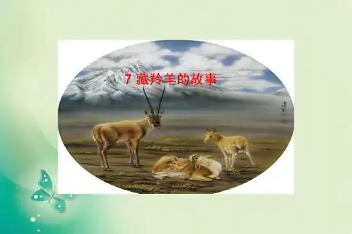 五年级上册语文课件-第7课 藏羚羊的故事_西师大版 (共22张PPT)