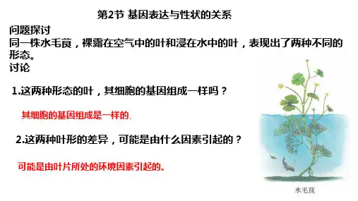 人教版高一必修二第4章 第2节 基因表达与性状的关系课件(共20张PPT)