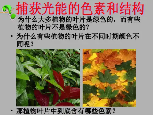 实验:色素的提取和分离