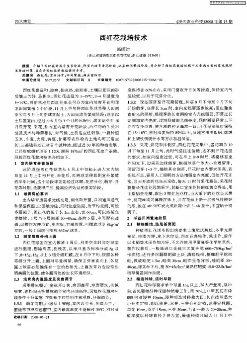 西红花栽培技术