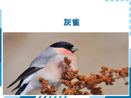 灰雀