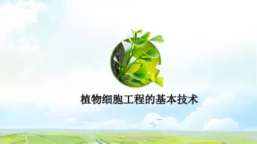 高中生物选修3精品课件17：2.1.1 植物细胞工程的基本技术