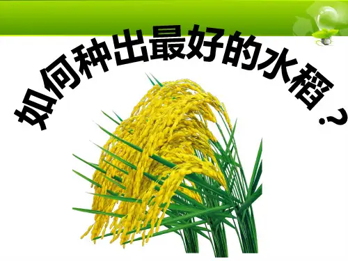 水稻栽培管理(精品)